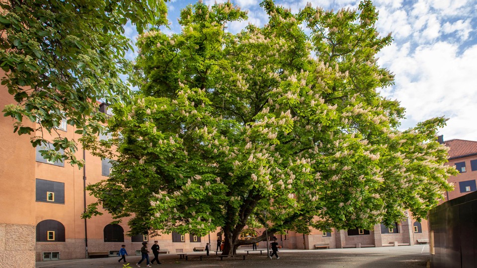 Grönskande träd står framför tegelfärgad byggnad